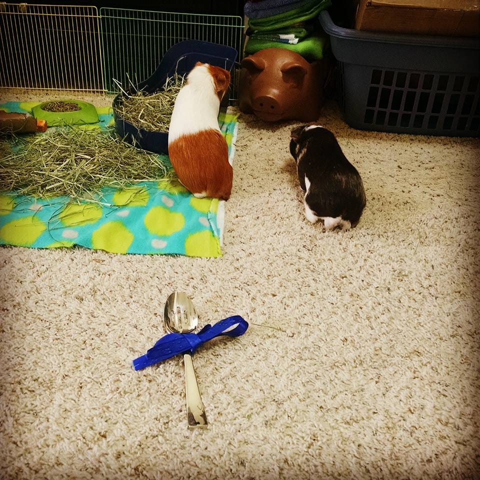 What My Guinea Pig Oreo Passing Away Taught Me About Myself | by Grayson (Kirsten) Schultz | Medium What My Guinea Pig Oreo Passing Away Taught Me About Myself | by Grayson (Kirsten) Schultz | Medium