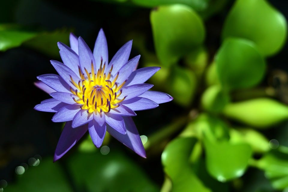 gratitude for the lotus flower