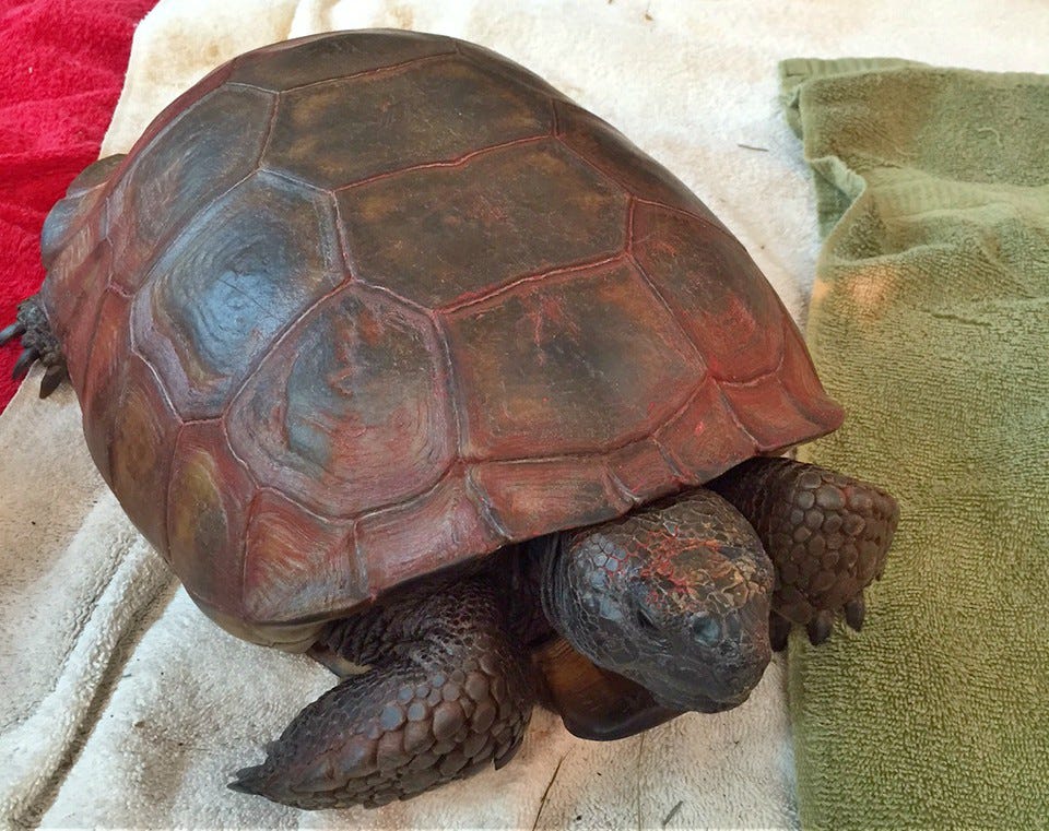 Blatent Animal Abuse Tortoise Painted Red By Conservancy Of SWFL A Week Inside The Von Arx 