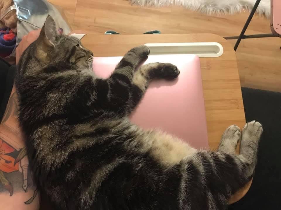 My Cat Has Cancer And I Don T Really Know How To Deal By Niki Marinis Assemblage Medium