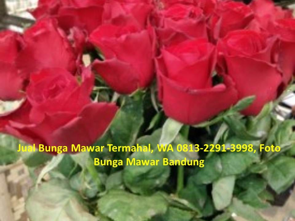 101+ Gambar Bunga Mawar Untuk Foto Profil Paling Keren 101+ Gambar Bunga Mawar Untuk Foto Profil Paling Keren