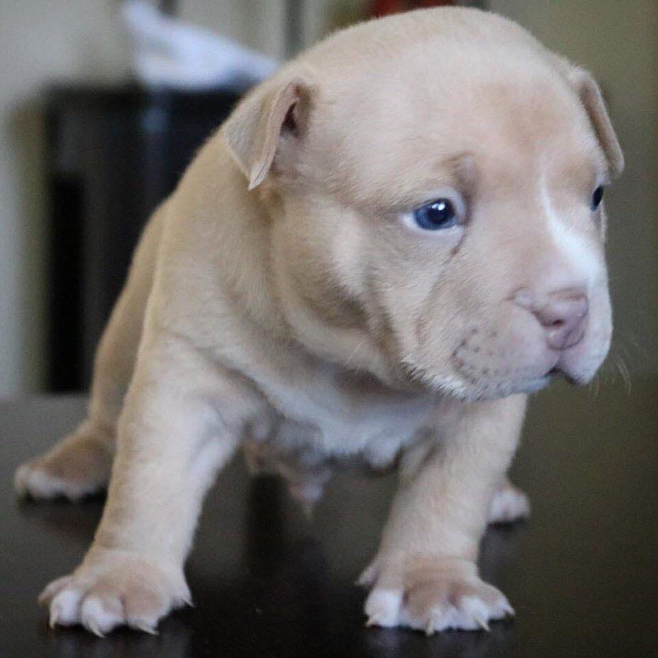 BEST CHAMPAGNE, LILAC, CHOCOLATE & TRI COLOR AMERICAN BULLY POCKET