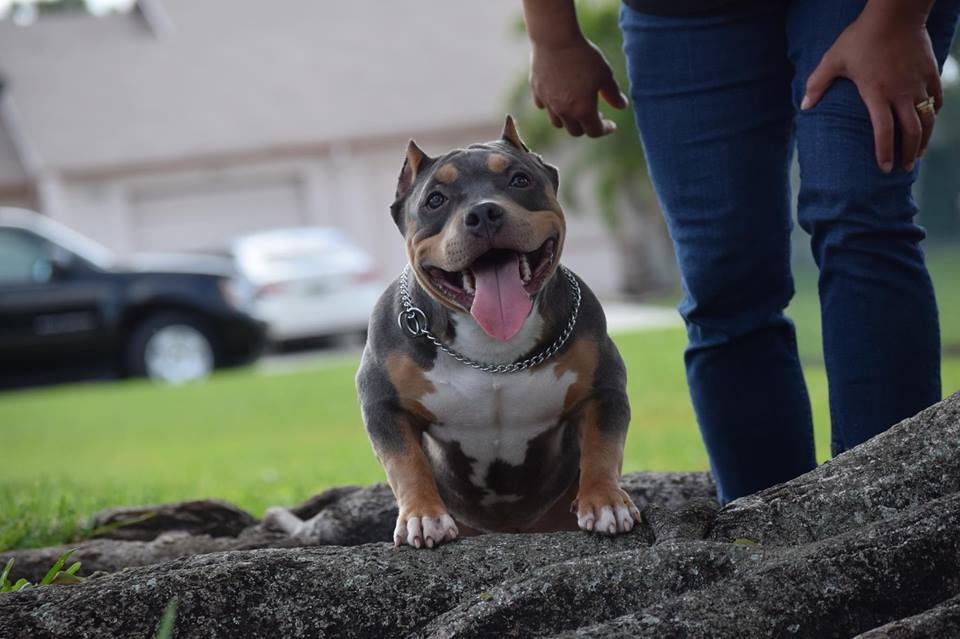 6 month old american bully weight