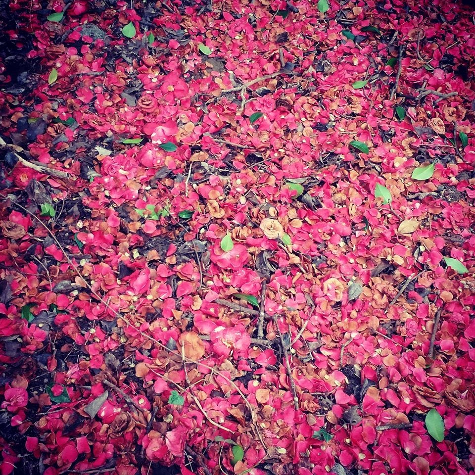 A scattering of pink petals along a walking path