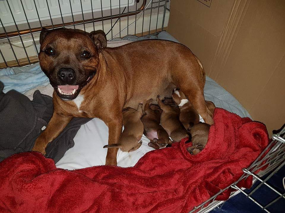 purebred staffordshire bull terrier puppies for sale
