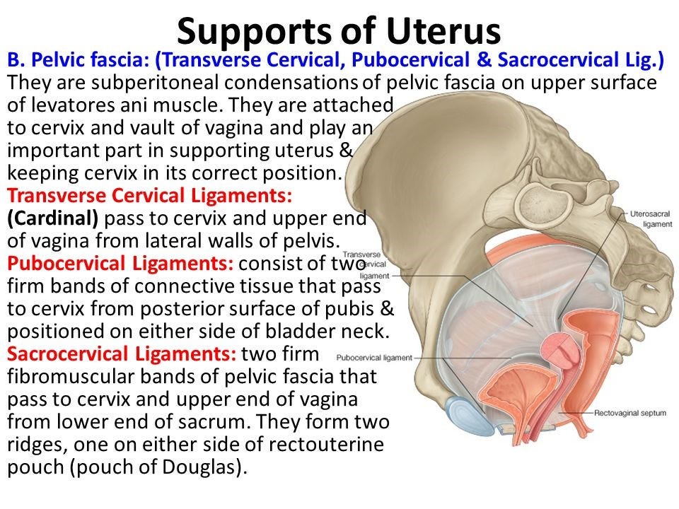 Chiropractic Care and the Pregnant Pelvis by Infinity Pediatric