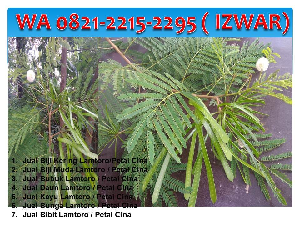 Wa 0821 2215 2295 Jual Daun Lamtoro Pakan Ternak Sapi Ayam Kambing