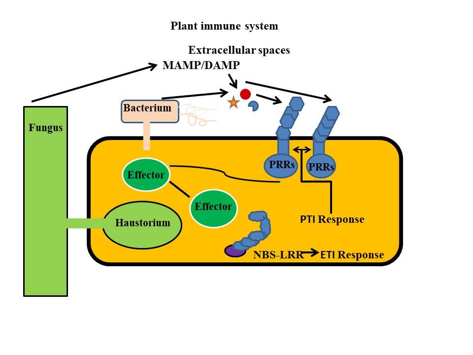 The plant immune system. The plant immune system consists The plant immune system. The plant immune system consists