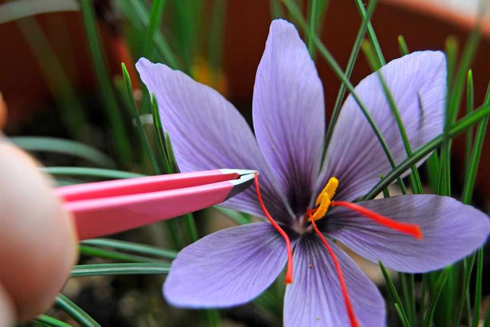 9 Most Expensive Flowers On The by Flowers N Fruits Medium