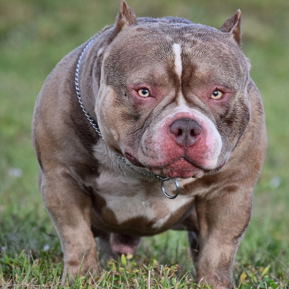 american bully standard price