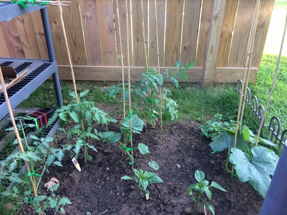 What I Learned When I Finally Planted My First Vegetable Garden