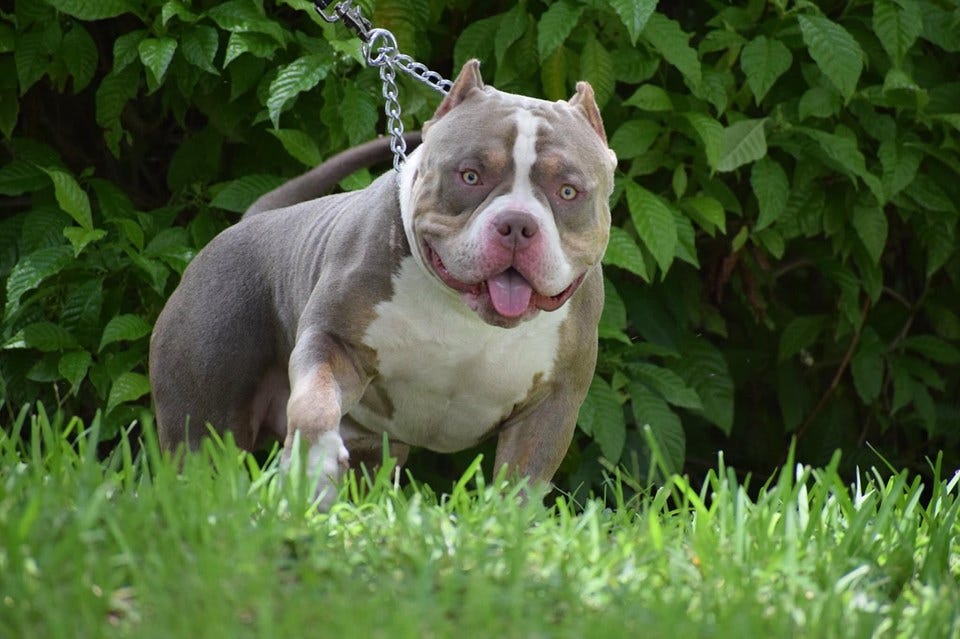 TOP PRODUCING AMERICAN BULLY STUD 2019 | by VENOMLINE POCKET BULLY’S ...