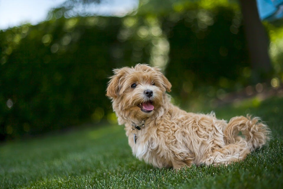 A Beginner S Guide To Training Your Dog Trackidog Medium