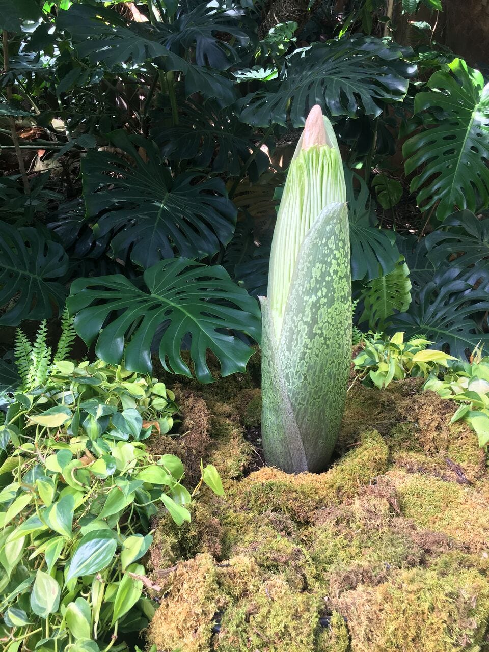 Corpse flower set to bloom at Frederik Meijer Gardens ...