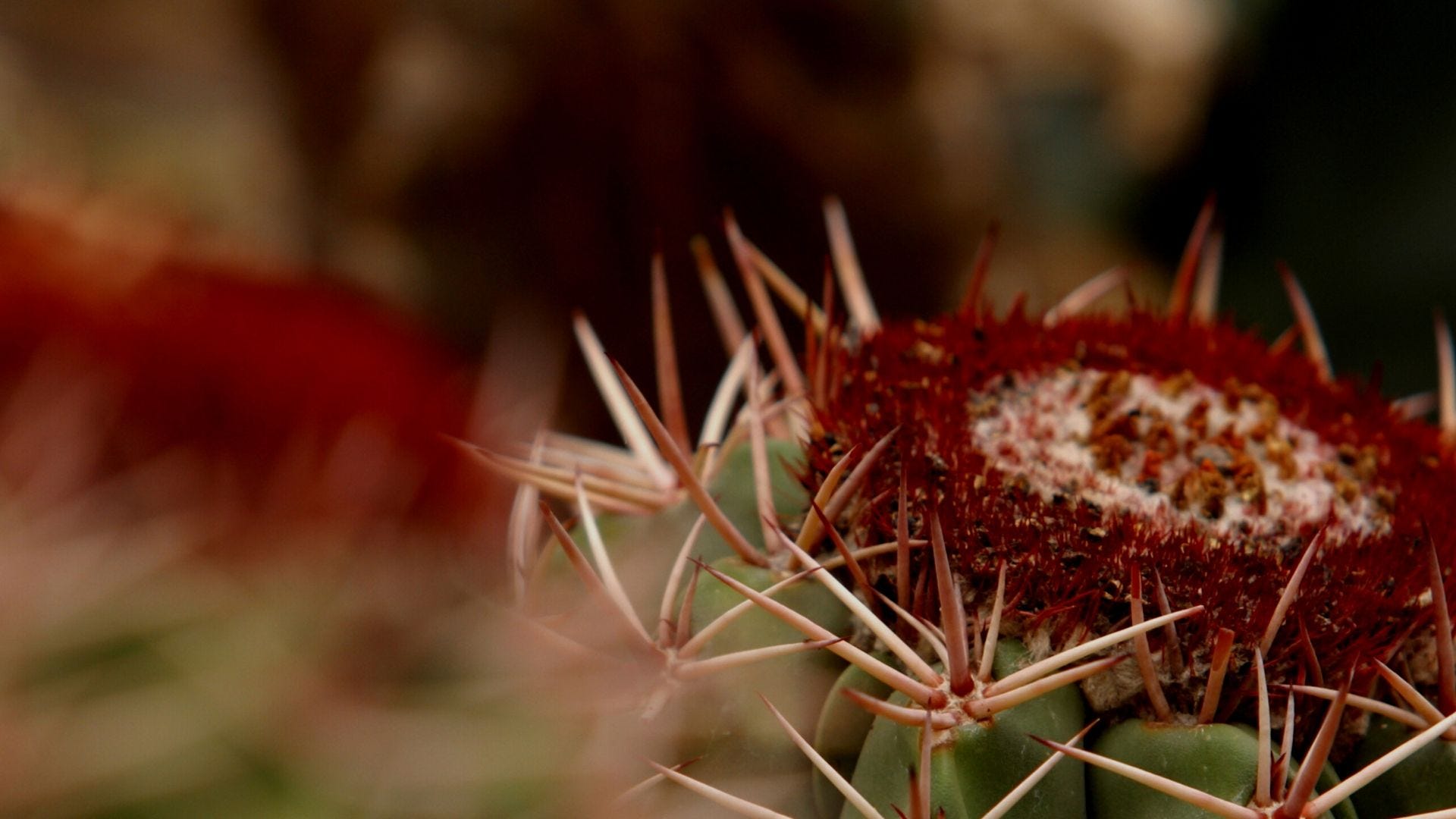 What Is Your Thorn In The Flesh Maybe It Would Be Helpful To Identify By Dr Mckay Caston The Mustard Seed Medium