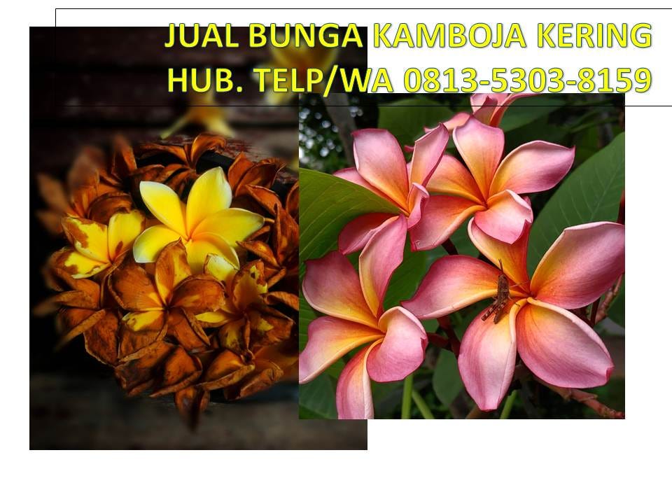 Paling Bagus 19+ Foto Bunga Kamboja - Gambar Bunga Indah