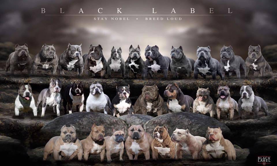 American Bully Tri Color Chart