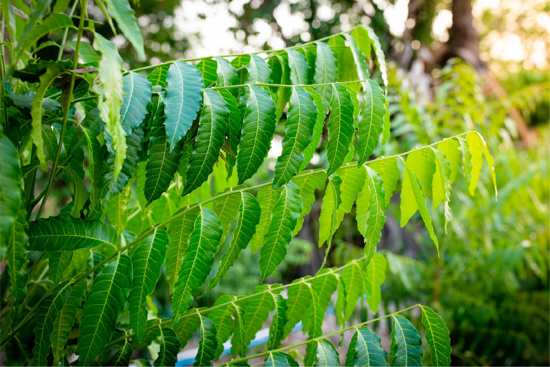 Neem Capsules