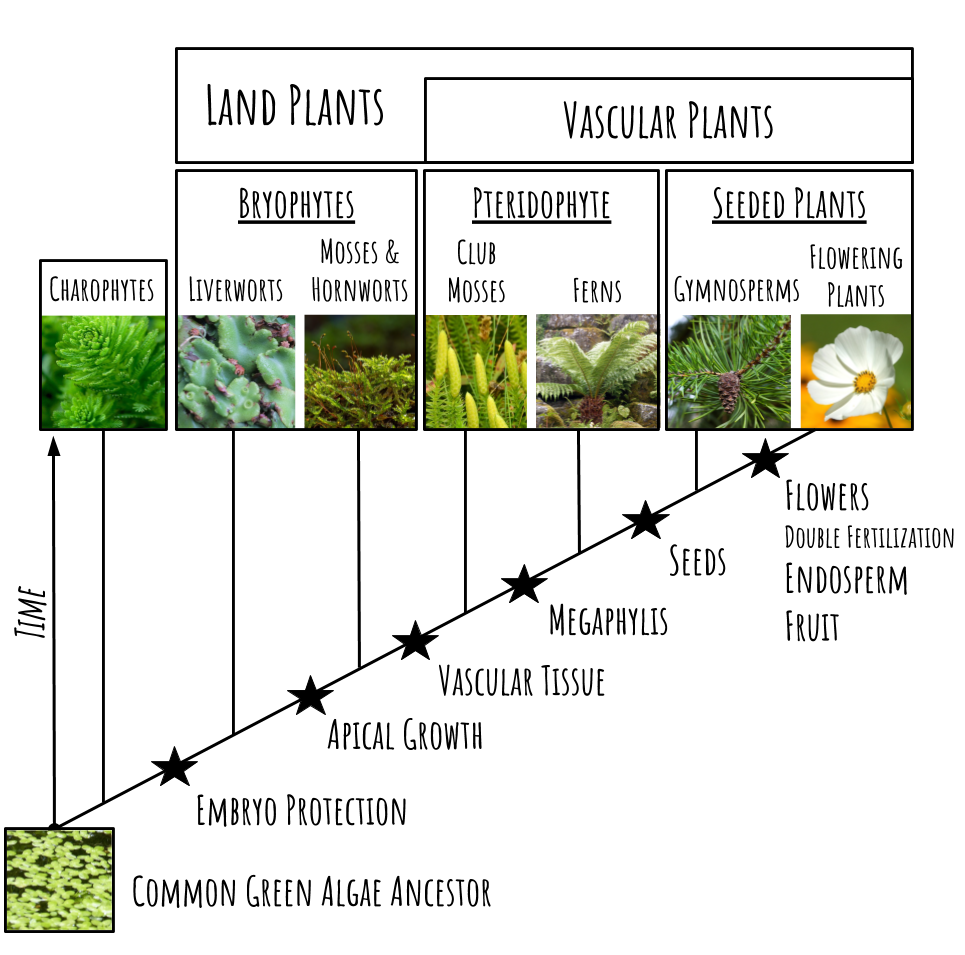 Botany 101. Evolution and Anatomy of Land Plants by Sabine Downer