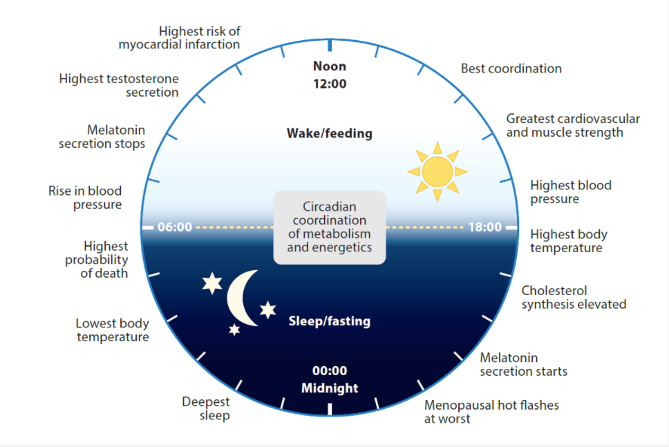 Intermittent Fasting Hours Chart