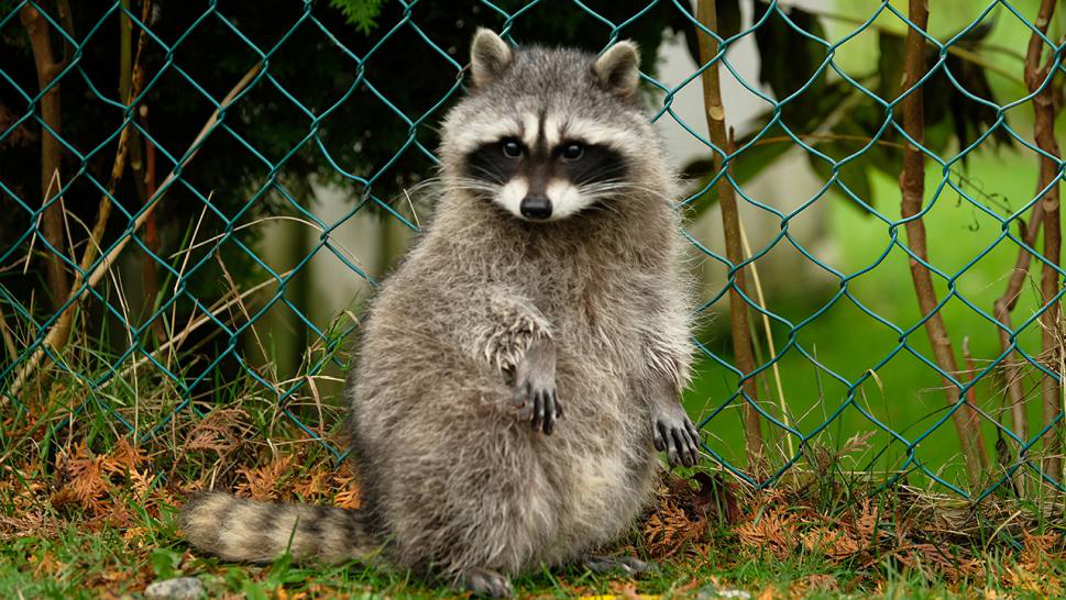 What Is The Right Process for Racoon Removal by SWAT Wildlife Medium