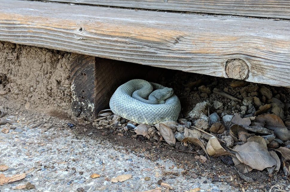 How to Make Your Yard SnakeUNfriendly by Emily Taylor Medium