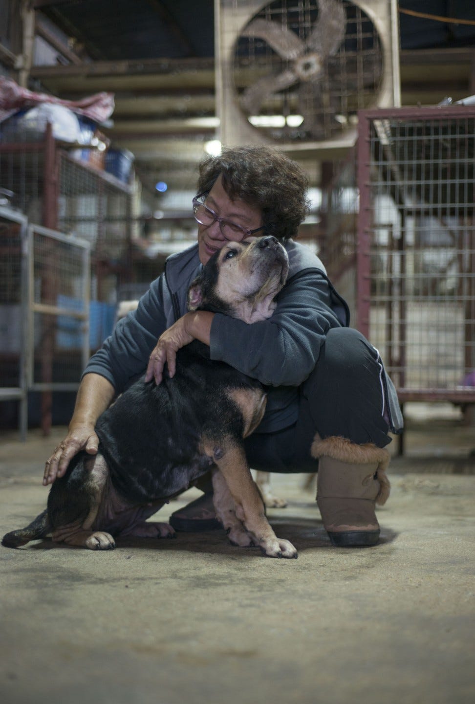 Why Hong Kong dog shelters are struggling to survive | by SCMP.com