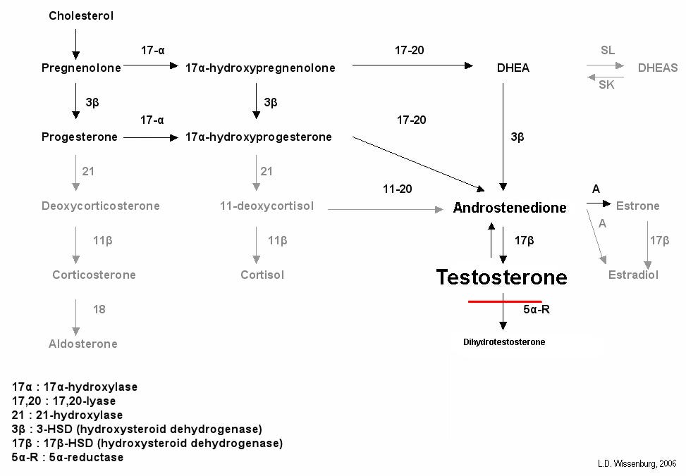 The Biochemistry Of Lust How Hormones Impact Women’s Sexuality By