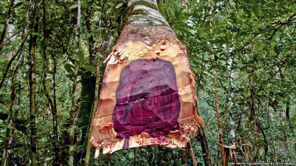 10 Wand Woods That Pottermore Should Have Included By L S Hufflepuff Post Medium 10 Wand Woods That Pottermore Should Have Included By L S Hufflepuff Post Medium