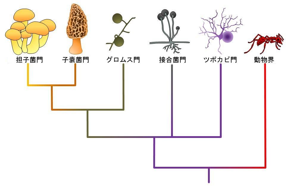 生物学 第2版 第24章 菌類 Japanese Translation Of Biology 2e By Better Late Than Never Medium 生物学 第2版 第24章 菌類 Japanese Translation Of Biology 2e By Better Late Than Never Medium