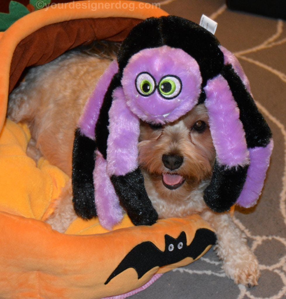 yorkie poo stuffed animal