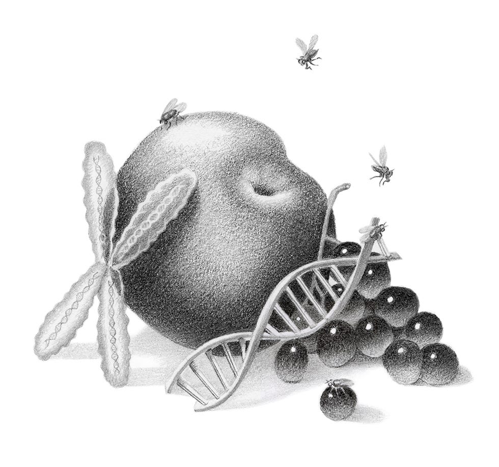 The Tiny Fruit Fly Is A Giant Of Scientific Research - 