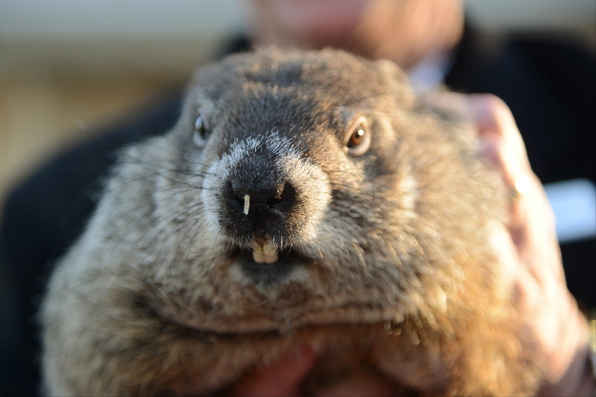 How Accurate are Groundhog Day Predictions? Jeremy Neiman Medium