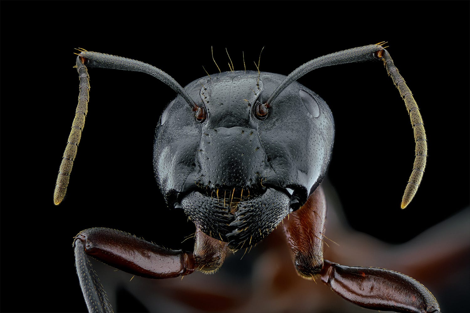 Breathtaking Portraits That Meet Insects at Their Level by Nathan Allen Tenderly