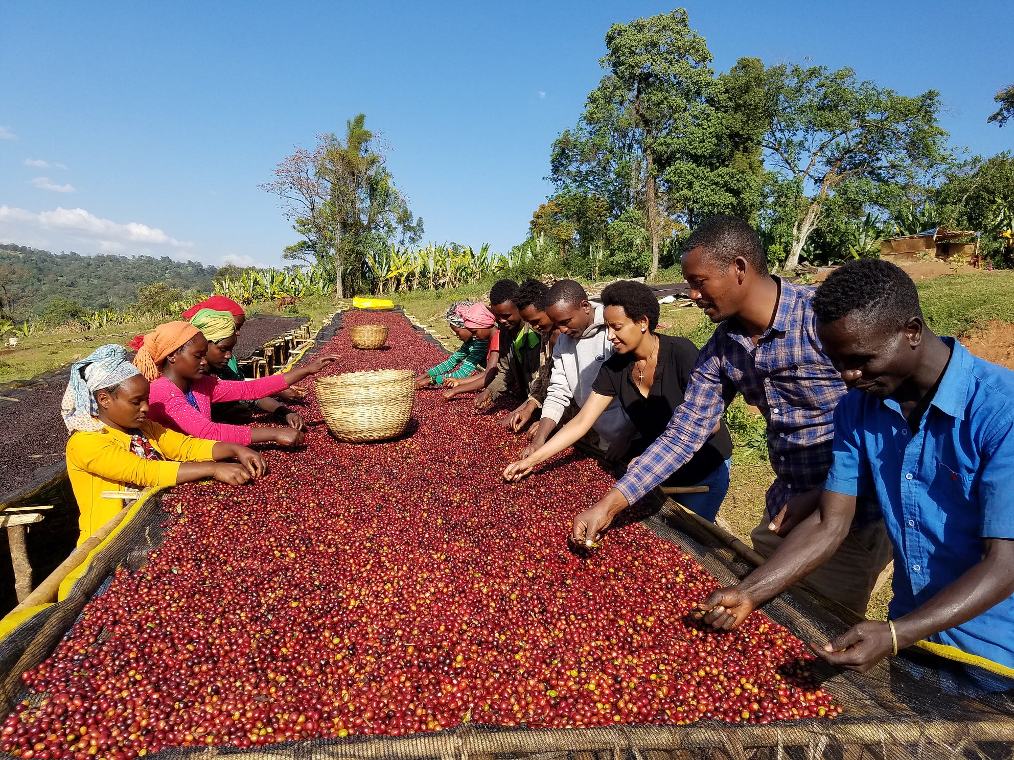 Ethiopia’s Coffee Regions Ally Coffee Medium