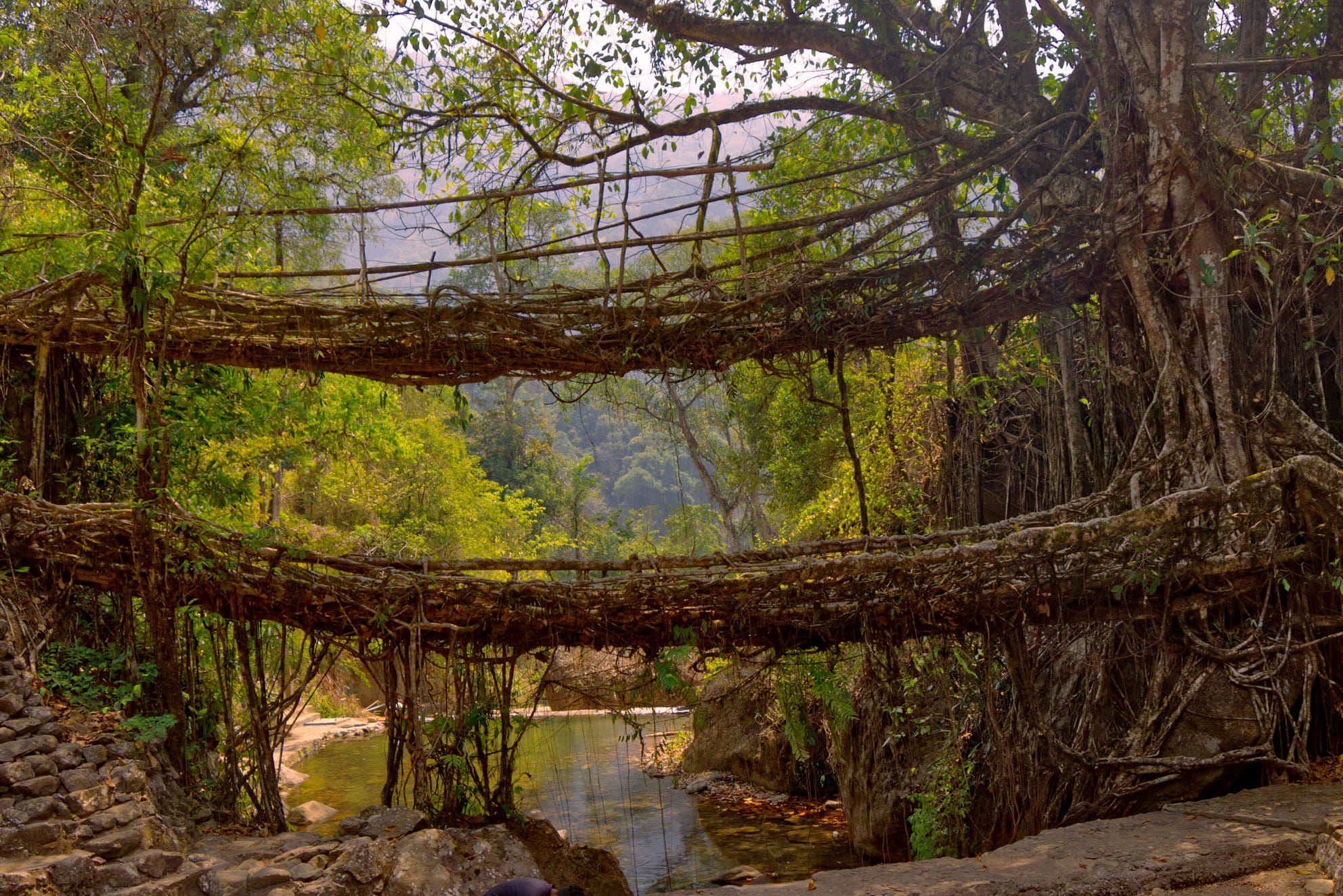 Living Root Bridges A Wonderful Trip And A Lesson In Caring For The   1*Wo5nYjTmXAYkypvIFSvgug 