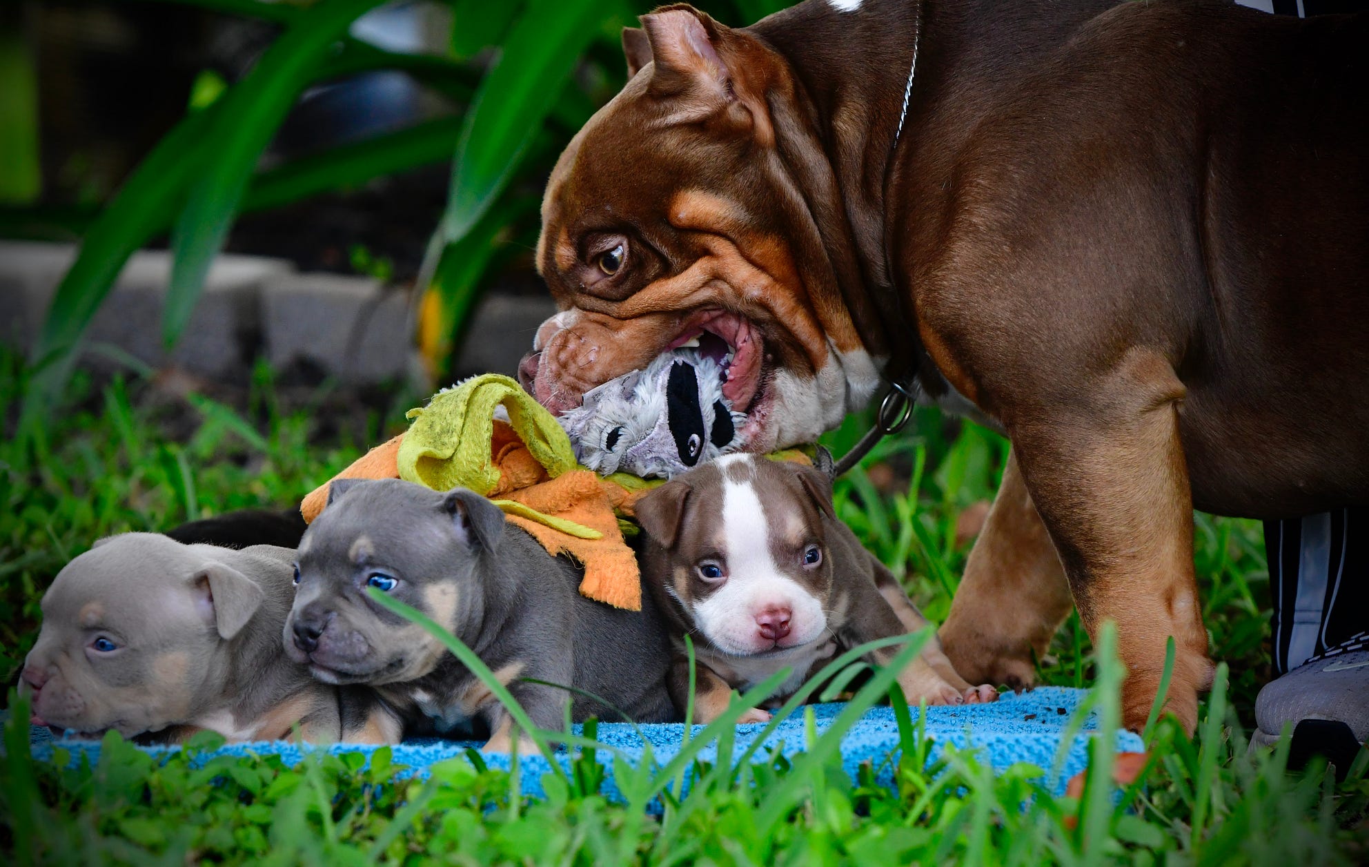 LILAC, CHOCOLATE, BLUE & BLACK TRI COLOR POCKET BULLY PUPPIES