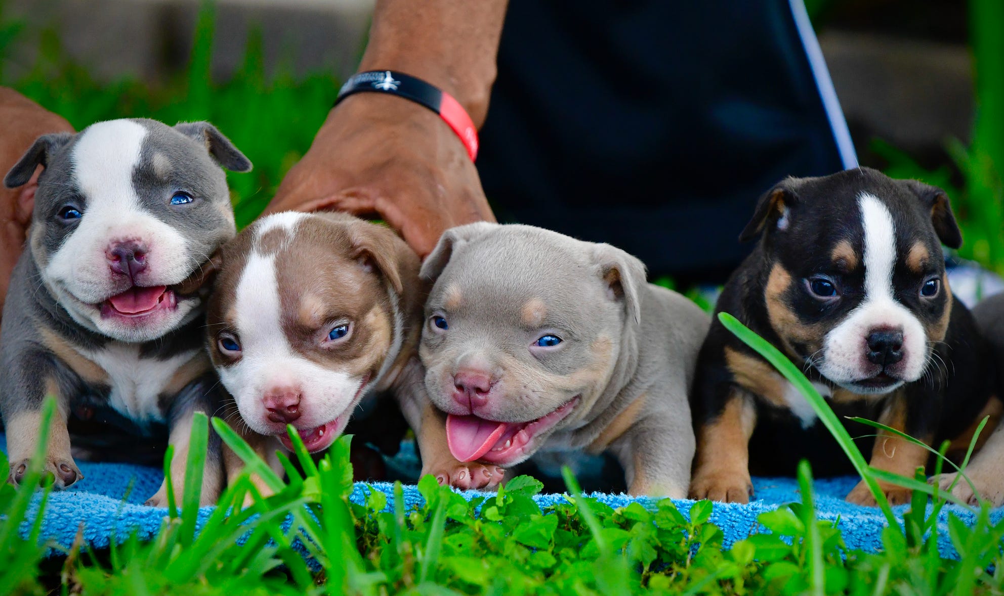 THE INCREDIBLE COLORS OF THE AMERICAN BULLY BREED | Venomline