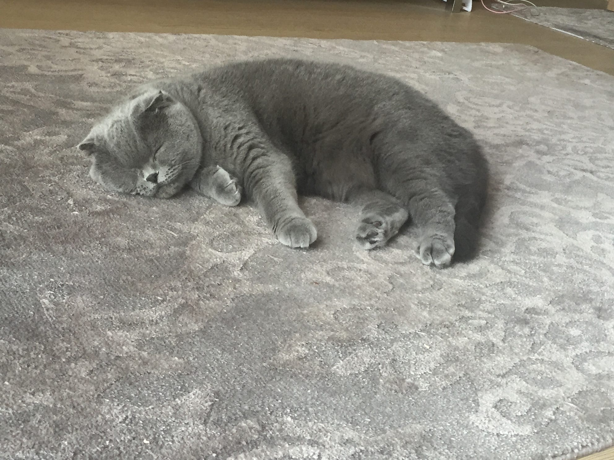 Kedili Hayat Deneyimleri. Kedi bakımından bihaberdim, hayatımda… by