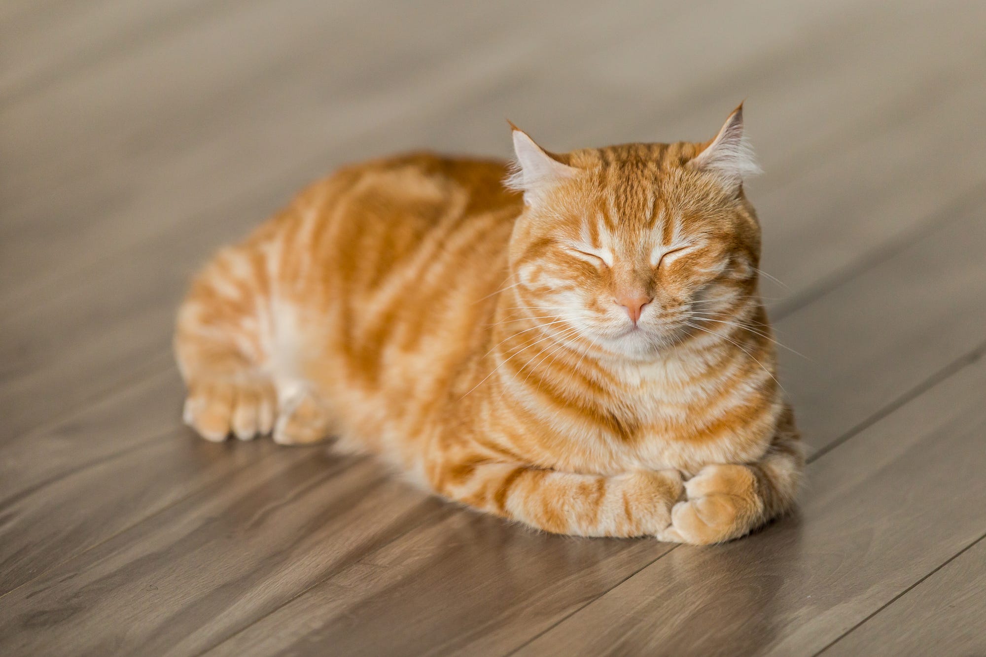 Tabby dozing on a wooden floor