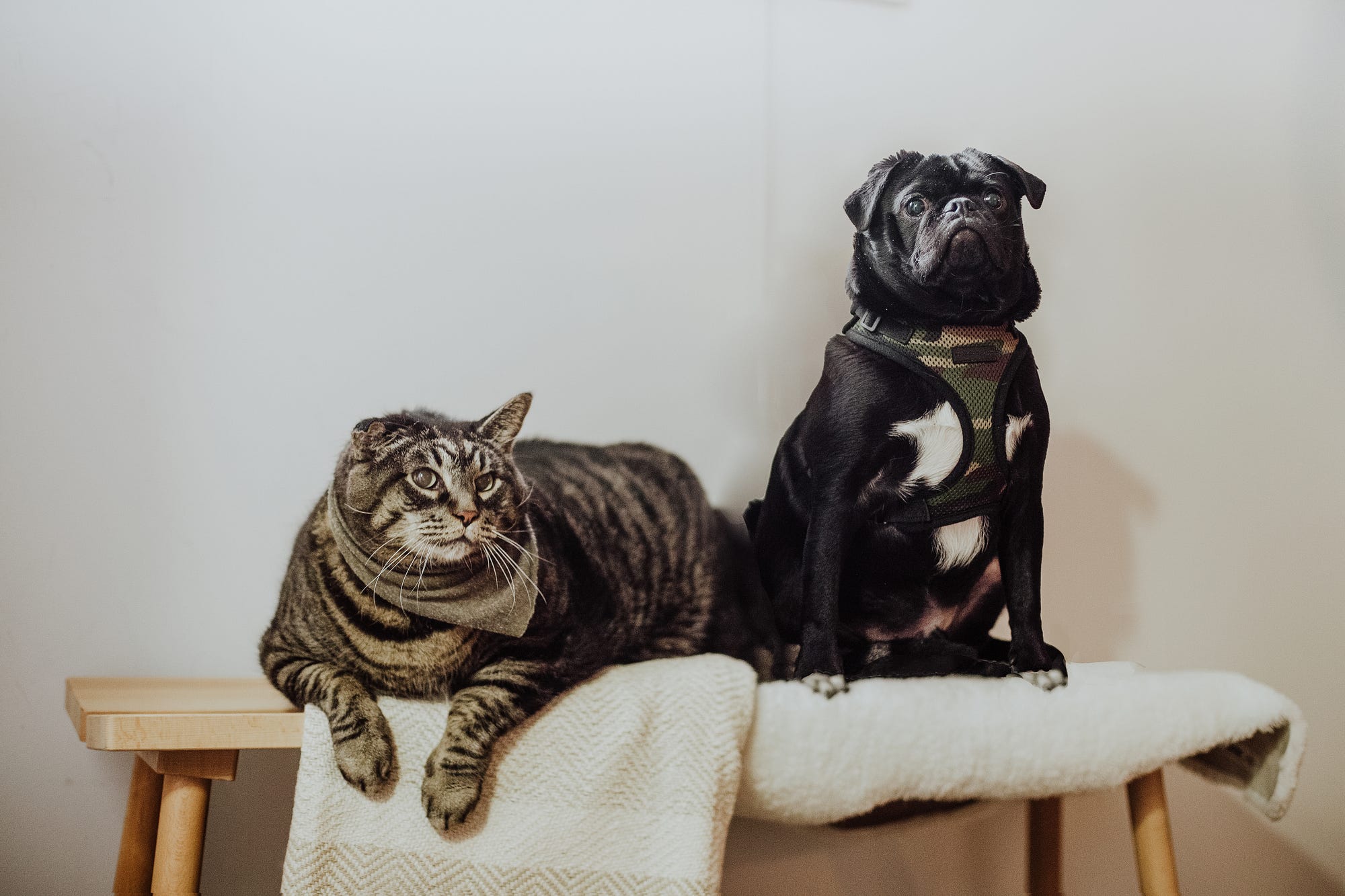 How Cats Change How We Think About Death And Life By Marilyn Flower Muddyum Medium