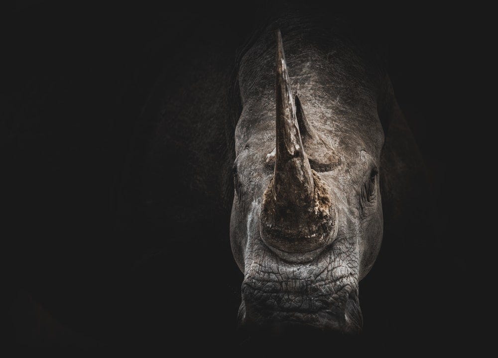 Should We Clone Extinct Animals?. Is it money,