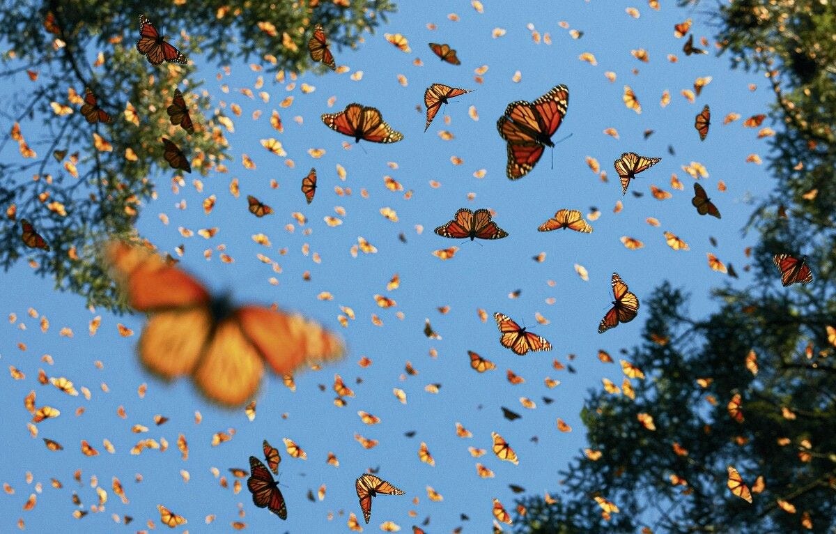 Mariposas e Borboletas — Especialidade by Estrela de Jacó Medium Mariposas e Borboletas — Especialidade by Estrela de Jacó Medium