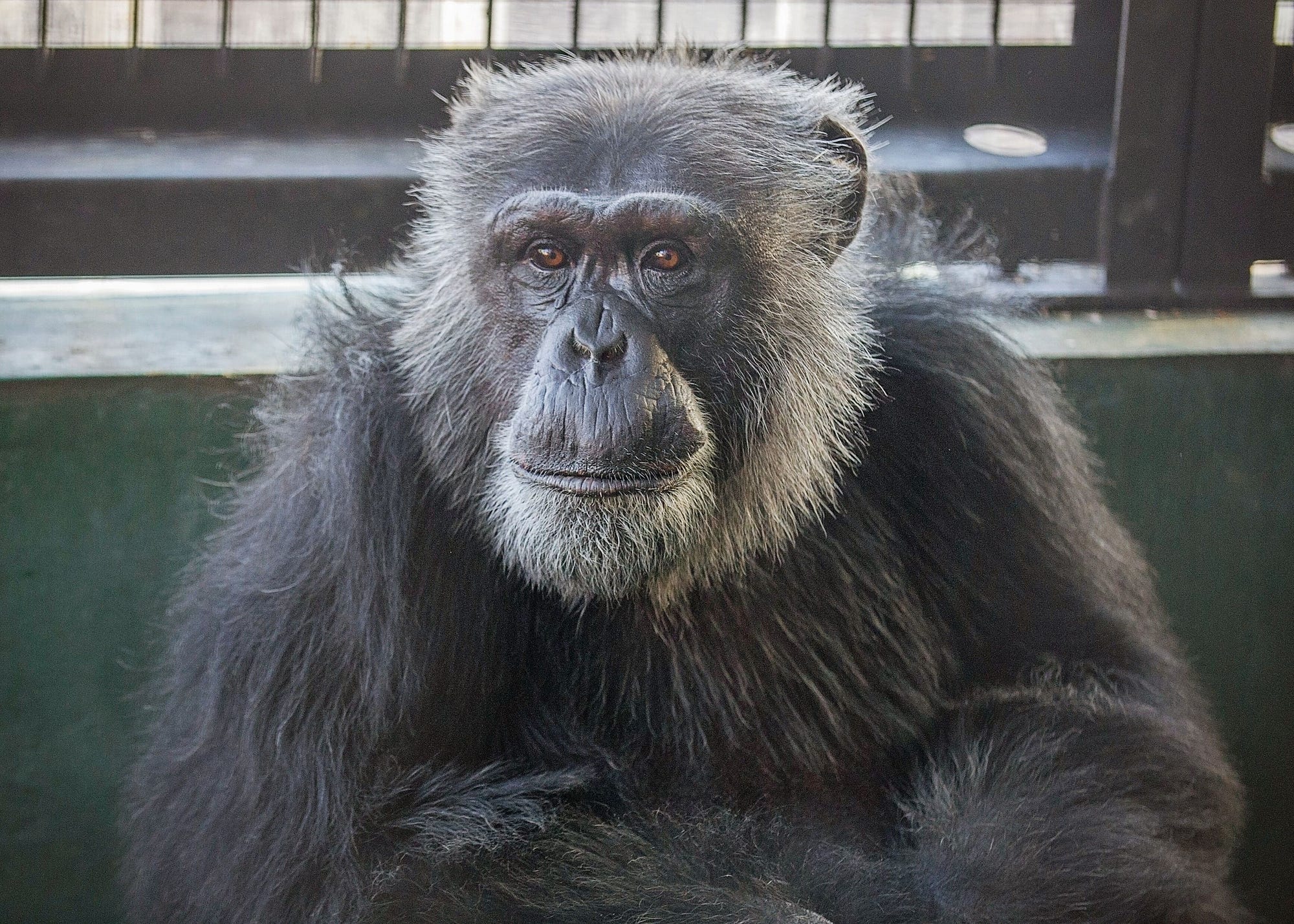 The Stoic Research Chimp Who Finally Made It Out | by Jessica Scott-Reid |  Tenderly