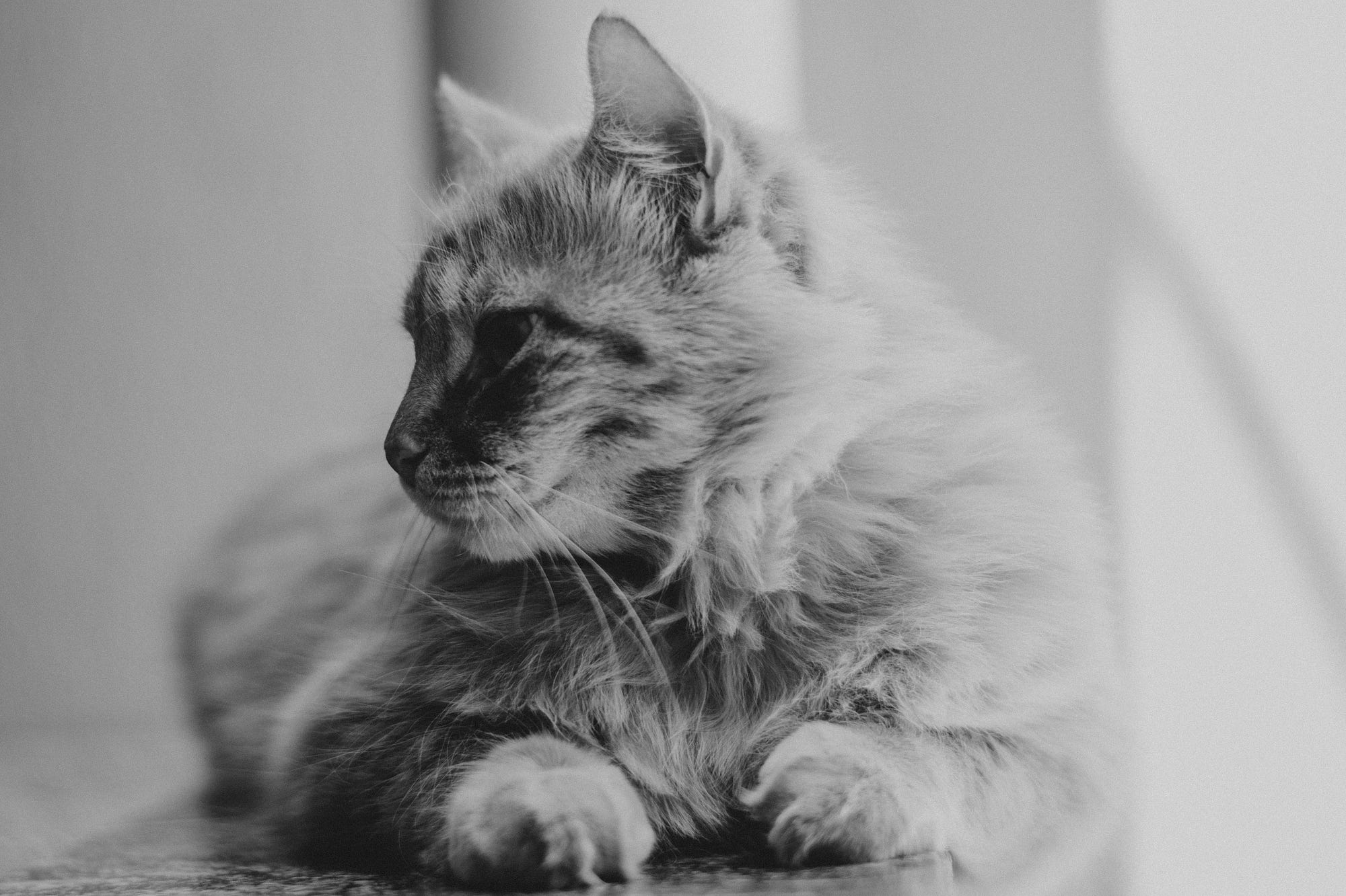 Mi Amor Por Los Gatos Debo Empezar Por Agradecer By Cosmic Cat Medium