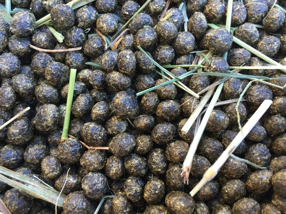 is deer poop harmful to dogs