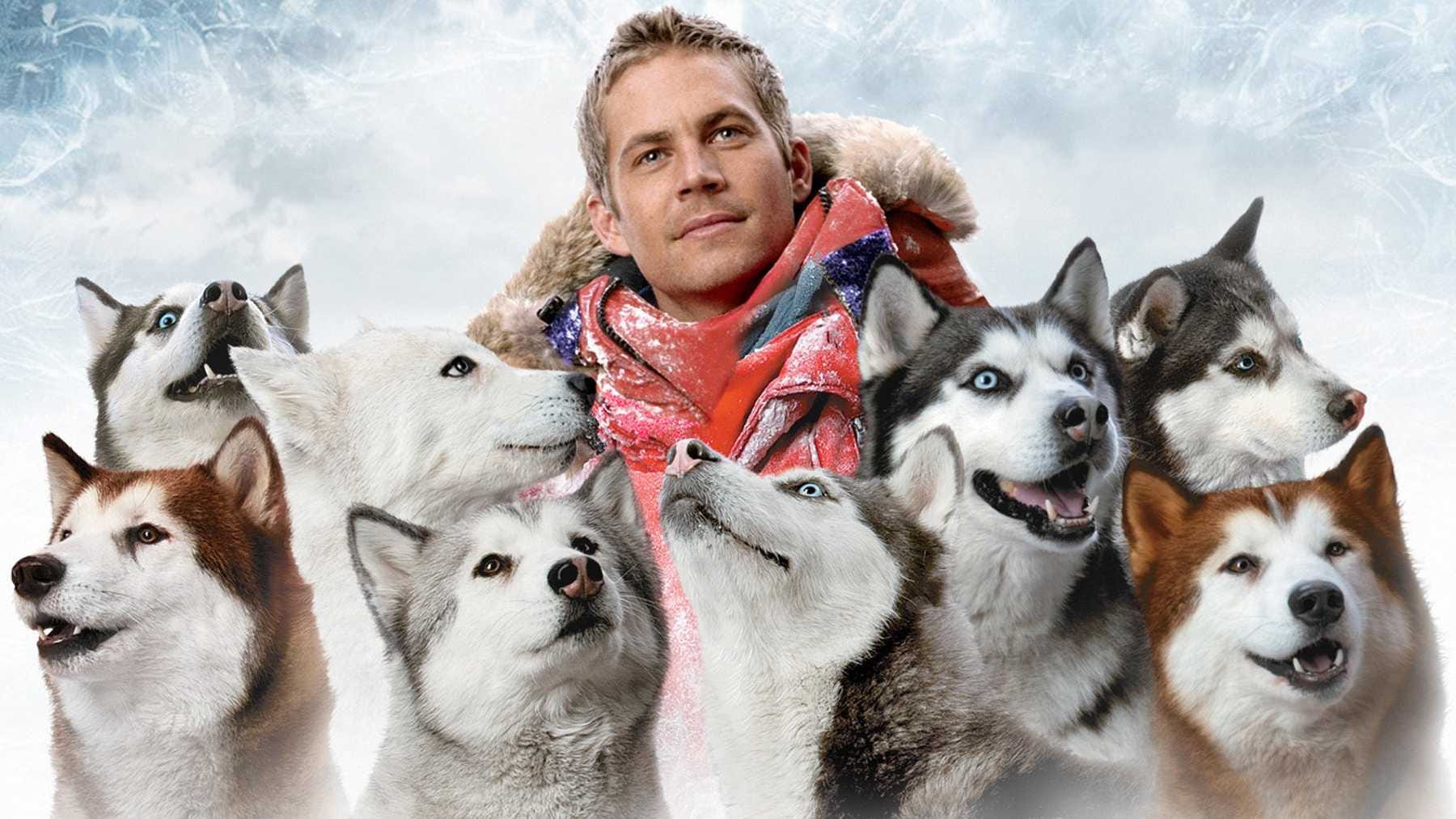 Eight Below Contains Paul Walker&#39;s Greatest Performance | by Maxance Vincent | Cinemania | Medium