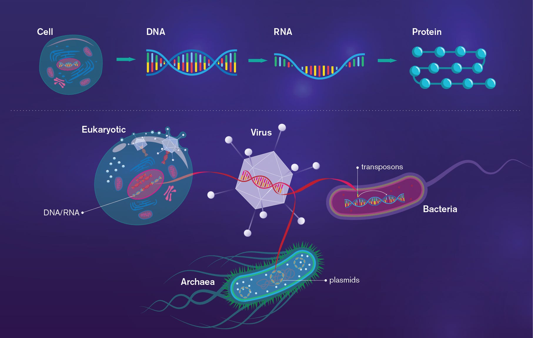 The Human Genome Is Full of Viruses | by Ben Callif | Medical Myths and  Models | Medium