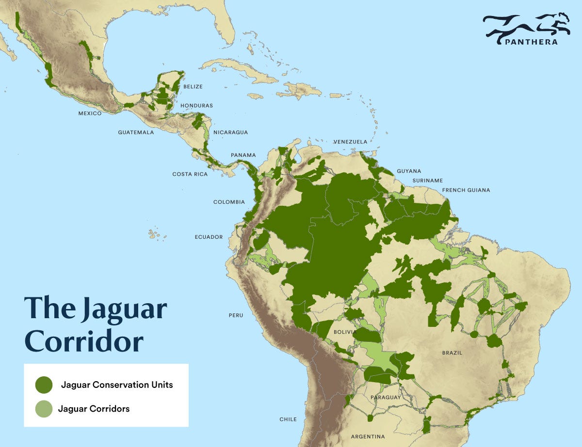 Carbon Credits the Newest Tool for Funding Jaguar Conservation by Panthera Panthera Field