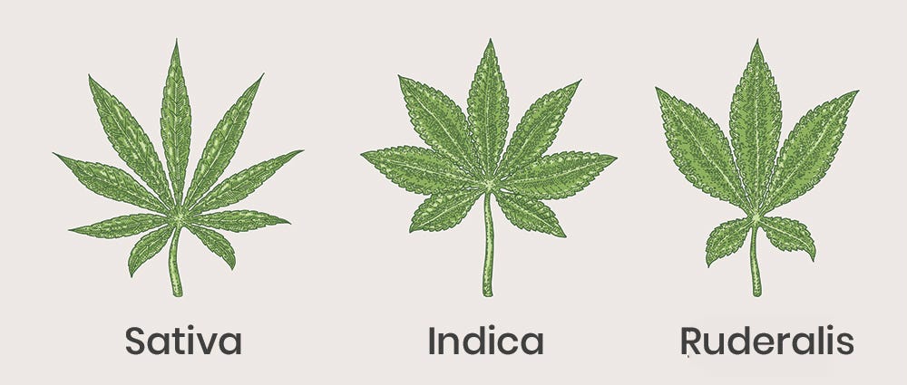 Sativa Vs Indica Chart